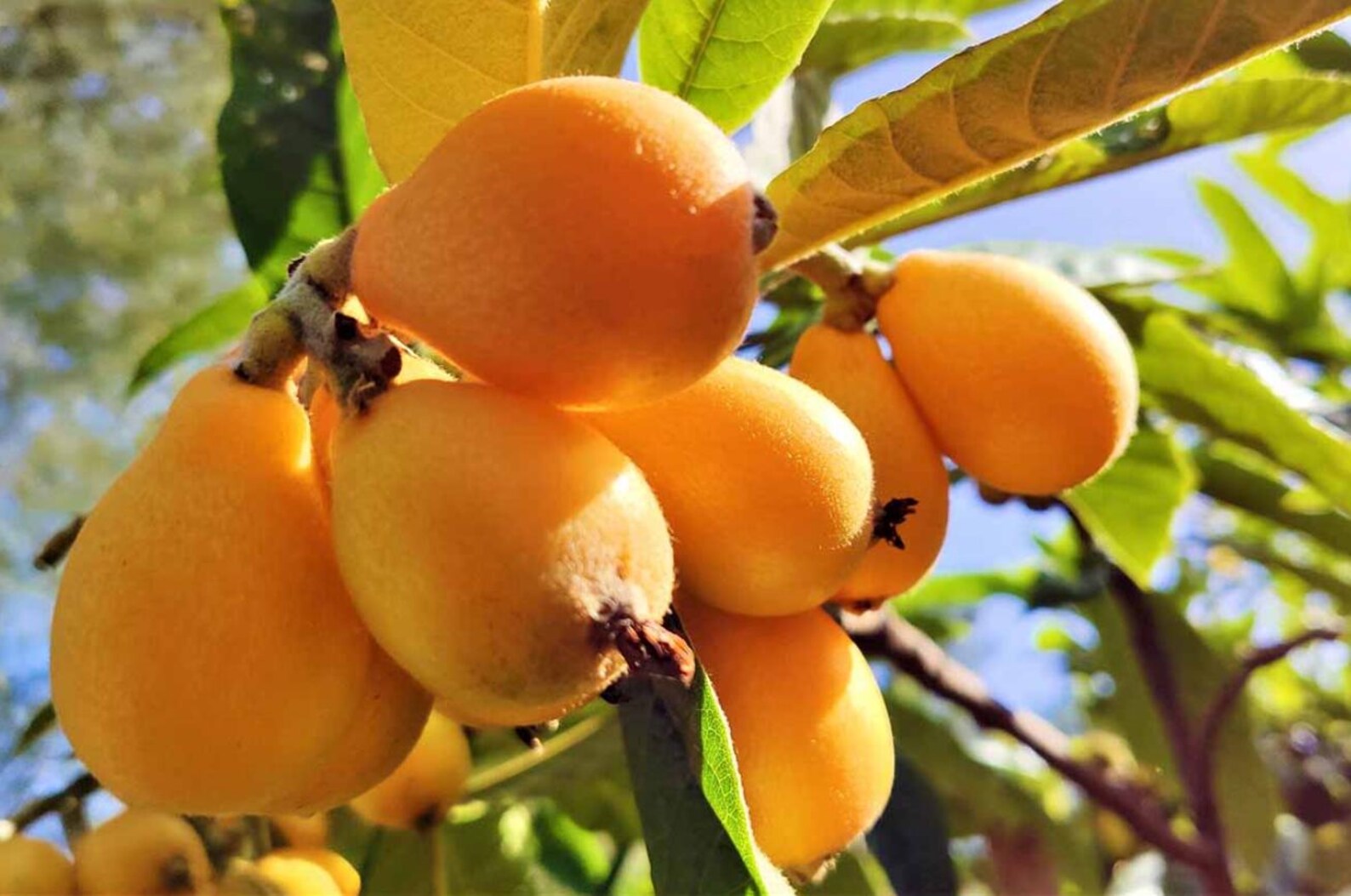 Live Golden Loquat Tree – Healthy Seedlings in 4