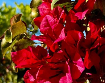 Vibrant Red Bougainvillea Vine – 4" Pot – Fast-Growing Tropical Flowering Plant – Bright Red Bracts for Outdoor Gardens