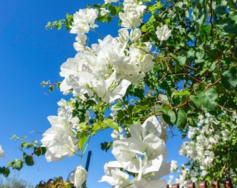 Live White Bougainvillea Plant – 4" Pot – Tropical Flowering Vine