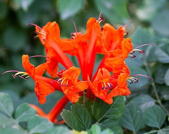Live Orange Cape Honeysuckle Plants – Set of 5 – Vibrant Orange Blooms – Hardy, Pollinator-Friendly Shrubs – Tecoma capensis