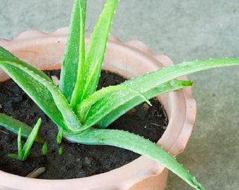 Live Aloe Vera Plant – Small Seedling – 4" Pot – Succulent – Aloe barbadensis miller