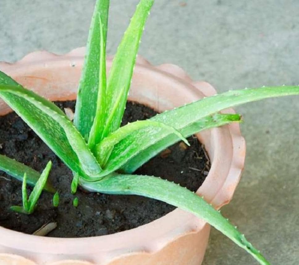 Aloe Barbadensis Miller Live Plant - Etsy
