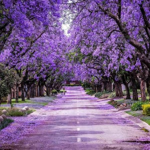 May include: A tree-lined street with a canopy of vibrant purple flowers. The road is covered in fallen petals, creating a purple pathway. The trees are in full bloom, with a few green bushes and grass on the sides.