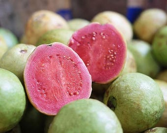 Live Red Guava Plant – 15" Tall – Tropical Fruit Tree for Indoor or Outdoor Growing