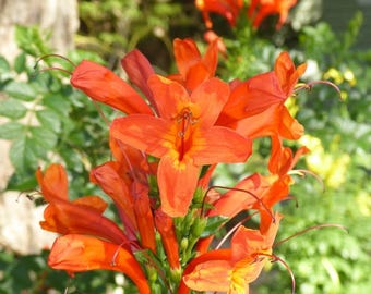 Live Orange Cape Honeysuckle Plant – Vibrant Orange Blooms – Hardy –  Pollinator-Friendly Shrub – Tecoma capensis
