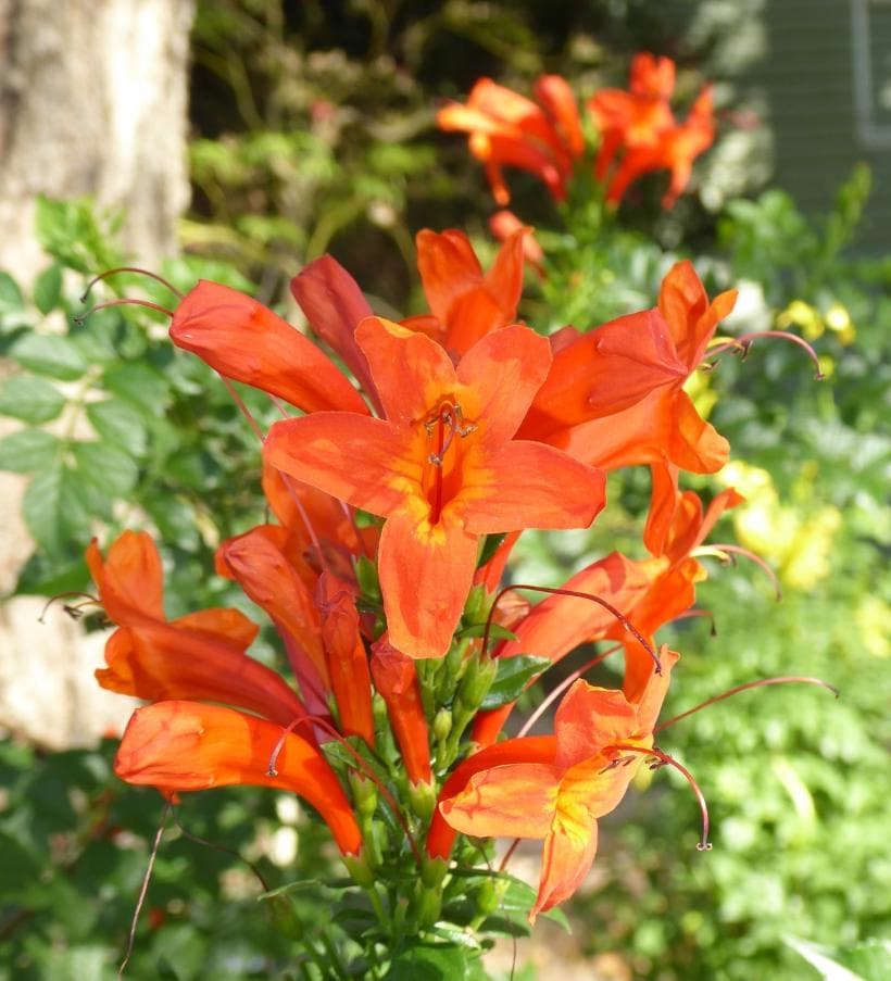 Live Orange Cape Honeysuckle Plant  Vibrant Orange Blooms  Hardy   Pollinator-friendly Shrub  Tecoma Capensis - Etsy