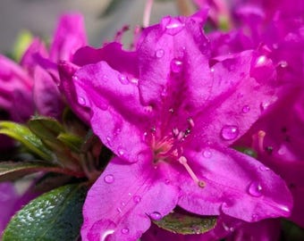 Live Purple Azalea Plant – Healthy Seedling in 3" Pot – Vibrant Flowering Shrub for Indoor or Outdoor Garden