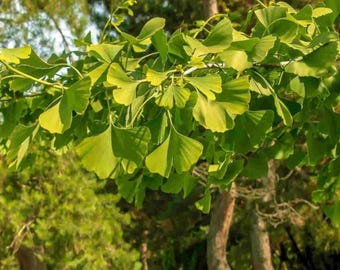 Live Ginkgo Plant – 8" Tall Seedling in 4" Pot – Unique Fan-Shaped Leaves – Hardy Deciduous Tree – Garden Accent Plant