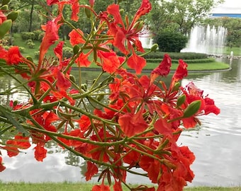 Live Red Flamboyant Tree – 8-10" Tall Seedling in 4" Pot – Fast Growing Ornamental Tree for Garden or Patio