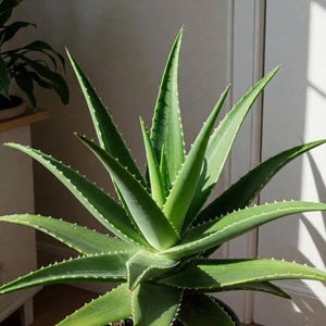 Organic Aloe Vera Barbadensis Miller - Etsy