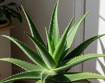 Könnte beinhalten: Eine lebendige Aloe Vera Pflanze mit langen, spitzen Blättern und gezackten Rändern. Die Pflanze steht in einem dunklen Topf, und die Blätter strahlen nach außen. Das Bild ist gut beleuchtet und hebt die Textur und Farbe der Pflanze hervor.