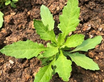 Epazote (Dysphania ambrosioides) – Live Herb Plant in 4" Pot for Kitchen Garden