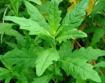 Epazote (Dysphania ambrosioides) – Set of 2 Live Herb Plants in 4" Pots for Kitchen Garden