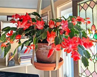 Red Thanksgiving Cactus – Live Holiday Succulent – 8" Tall with 6" Pot – Bright Red Blooms – Low Maintenance – Perfect Indoor Gift
