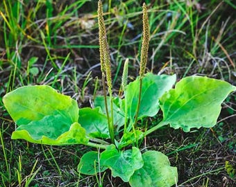 Live Plantain Plants – 3 Healthy Plants per 4" Pot (3PPP) – Hardy Edible Garden Plant – Approx. 10" Tall