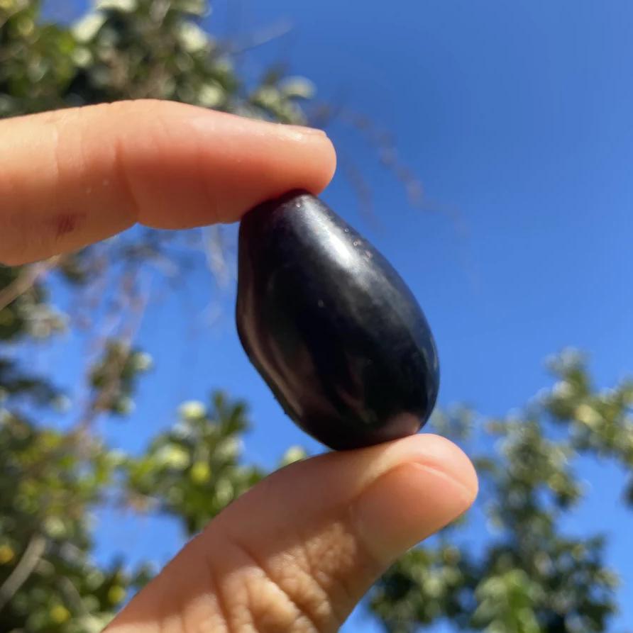 Live Java Plum Tree – 2.5ft Tall Seedling in 1 Gallon Pot – Tropical ...