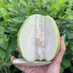 May include: A halved guava fruit, showcasing a pale green exterior and a white interior with visible seeds. The fruit is held in a hand with green nail polish, set against a backdrop of green foliage.