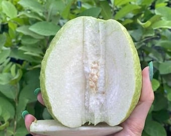Live White Guava Plant – Healthy 10" Tall Seedling in 4" Pot – Tropical Fruit Tree for Home Garden