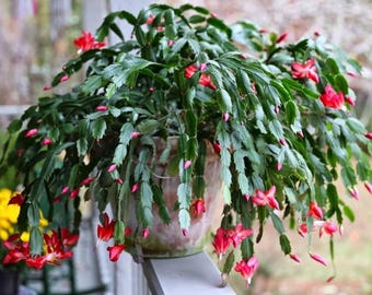 Red Thanksgiving Cactus – Vibrant Holiday Succulent – 8" Tall Including 4" Pot – Easy Care – Stunning Red Flowers – Ideal Indoor Gift