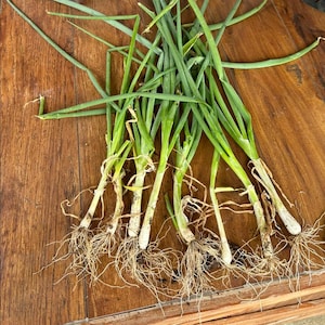 May include: A bunch of fresh green onions with white bulbs and tangled roots, displayed on a wooden surface. The green leaves are long and slender, with a vibrant green color. The onions are a natural food item.