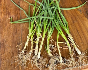 Set of 15 Live Green Onion Plants – Bare Root – Fresh Culinary Garden Plant