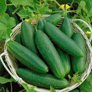 May include: A wicker basket overflowing with fresh, green cucumbers. The cucumbers are oblong with a slightly bumpy texture and small white spots. The basket is surrounded by green leaves and yellow flowers, suggesting a garden setting.