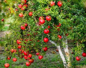 Live Pomegranate Plant – 8–10" Tall Seedling – 4" Pot – Fruit Tree – Punica granatum