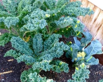 Live Dwarf Blue Curled Kale Plants – 3 Plants per 4" Pot (3PPP)