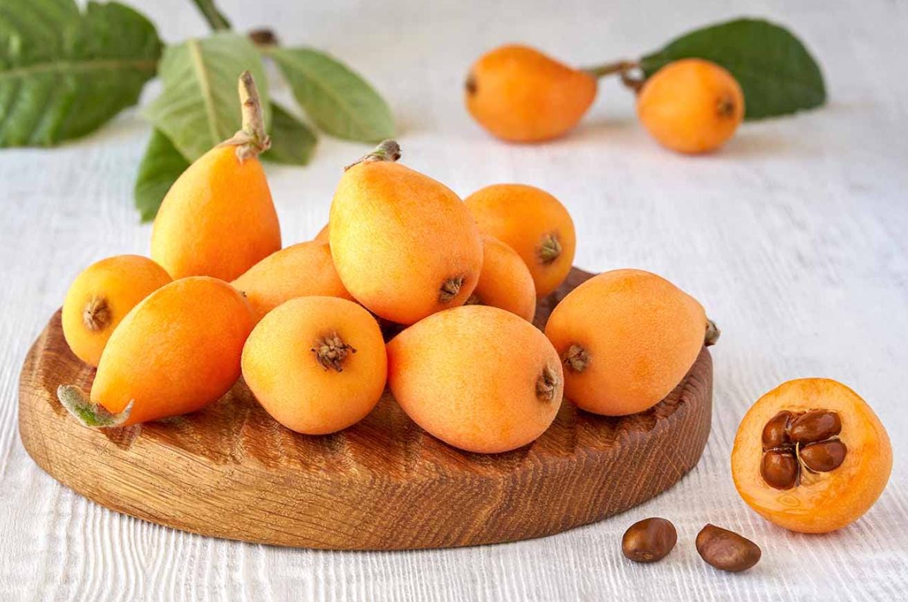 Live Golden Loquat Tree – Healthy Seedlings in 4