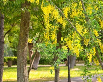 Golden Shower Tree Live Plant – 8-10" Tall – 4" Pot Included – Ornamental Garden Tree
