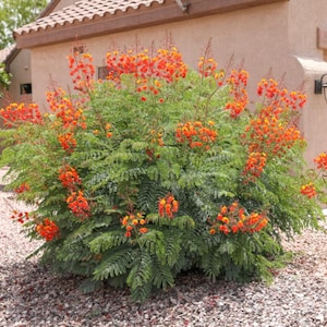 May include: A vibrant bush with lush green foliage and clusters of bright orange flowers. The plant is in full bloom, with the flowers adding a pop of color against the green leaves. The bush is planted in a bed of small, light-colored stones.