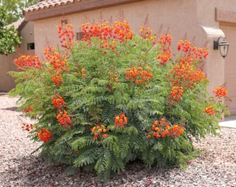 Live Red Bird of Paradise (Caesalpinia pulcherrima) Seedling – 4" Pot – Exotic Tropical Flowering Plant for Indoor or Outdoor