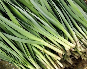Set of 10 Live Garlic Chive Plants – Bare Root – Fresh Culinary Garden Plant
