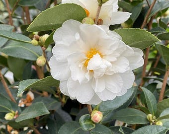 Live White Camellia Plant – Ornamental Flowering Shrub in 4" Pot – Approx. 14" Tall