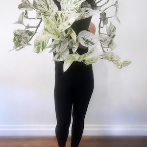 Bouture de Pothos Reine des Neiges | Pothos panaché rare | Bouture non racinée | Plante d'intérieur facile d'entretien | Multiplication de plantes d'intérieur