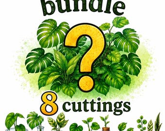 Mystery Plant Cutting Bundle | Surprise Houseplant Cuttings | 8 cuts | Philodendron, Pothos, Hoya | Starter Plant Pack