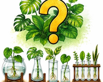 5 Mystery Plant Cutting Bundle | Surprise Houseplant Cuttings | 5 cuttings | Philodendron, Pothos, Hoya | Starter Plant Pack
