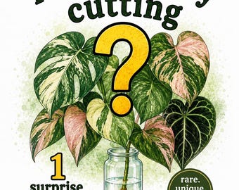 Surprise Rare Plant Cutting | Mystery Rare Houseplant Node | Collector Plant Cutting | Rare Tropical Indoor Plant