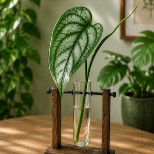 Monstera Siltepecana Cutting – Rare Silver Leaf Aroid | Tropical Houseplant | Easy Propagation | Indoor Jungle Plant