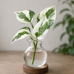 Pearls and Jade Pothos Unrooted Cutting – Variegated Pothos – Easy Indoor Plant Propagation