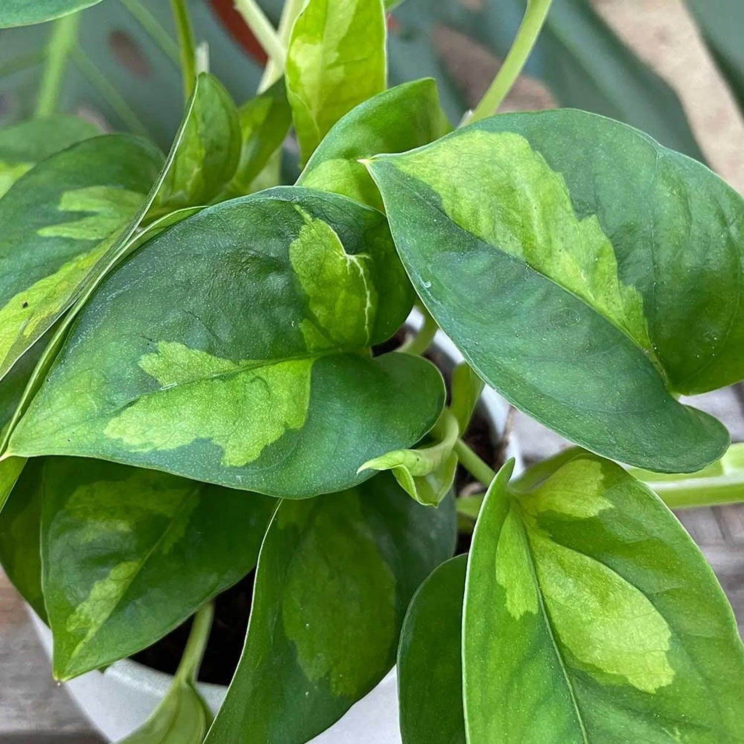 3 Mystery Pothos Cuttings Bundle | Surprise Variety Pack | Rare ...