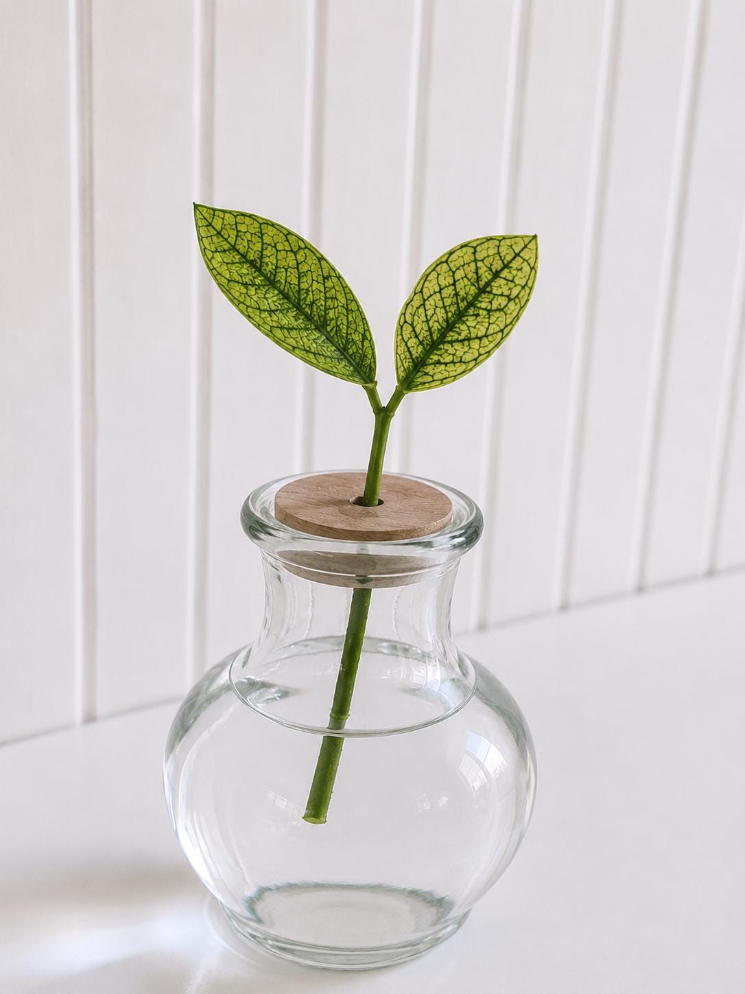 Cast Iron Plant Seeds - Etsy Canada