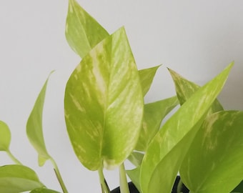 Pothos Teruno Kaguya Lemine Unrooted Cutting | Rare Variegated Pothos | Epipremnum Aureum Cutting | Collector Plant | Indoor Plant Canada