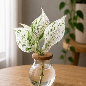 Peut inclure: Un petit vase en verre avec un couvercle en bois contient une plante aux feuilles tachetées de blanc et de vert. Le vase est posé sur une table en bois. La tige de la plante est visible dans l'eau. Une autre plante est en arrière-plan.