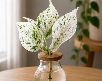 Snow Queen Pothos Cutting | Rare Variegated Pothos | Unrooted Cutting | Easy Care Houseplant | Indoor Plant Propagation