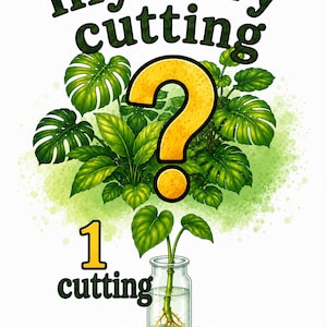 May include: An illustrated image with the words "mystery cutting" above a yellow question mark and green leaves. Below, the text "1 cutting" is above a glass jar with a plant cutting inside.