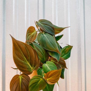May include: A close-up of a Philodendron plant with large, heart-shaped leaves. The leaves display a gradient of colours, from deep brown to vibrant green, with prominent veining. The plant is set against a white and grey striped background.