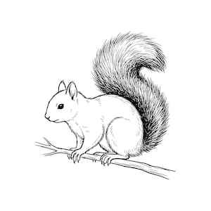 May include: A black and white line art illustration of a squirrel with a large, bushy tail perched on a thin tree branch. The drawing features detailed hatching and cross-hatching to define the fur texture and the squirrel's form.