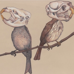 Muskrat Sparrows Print
