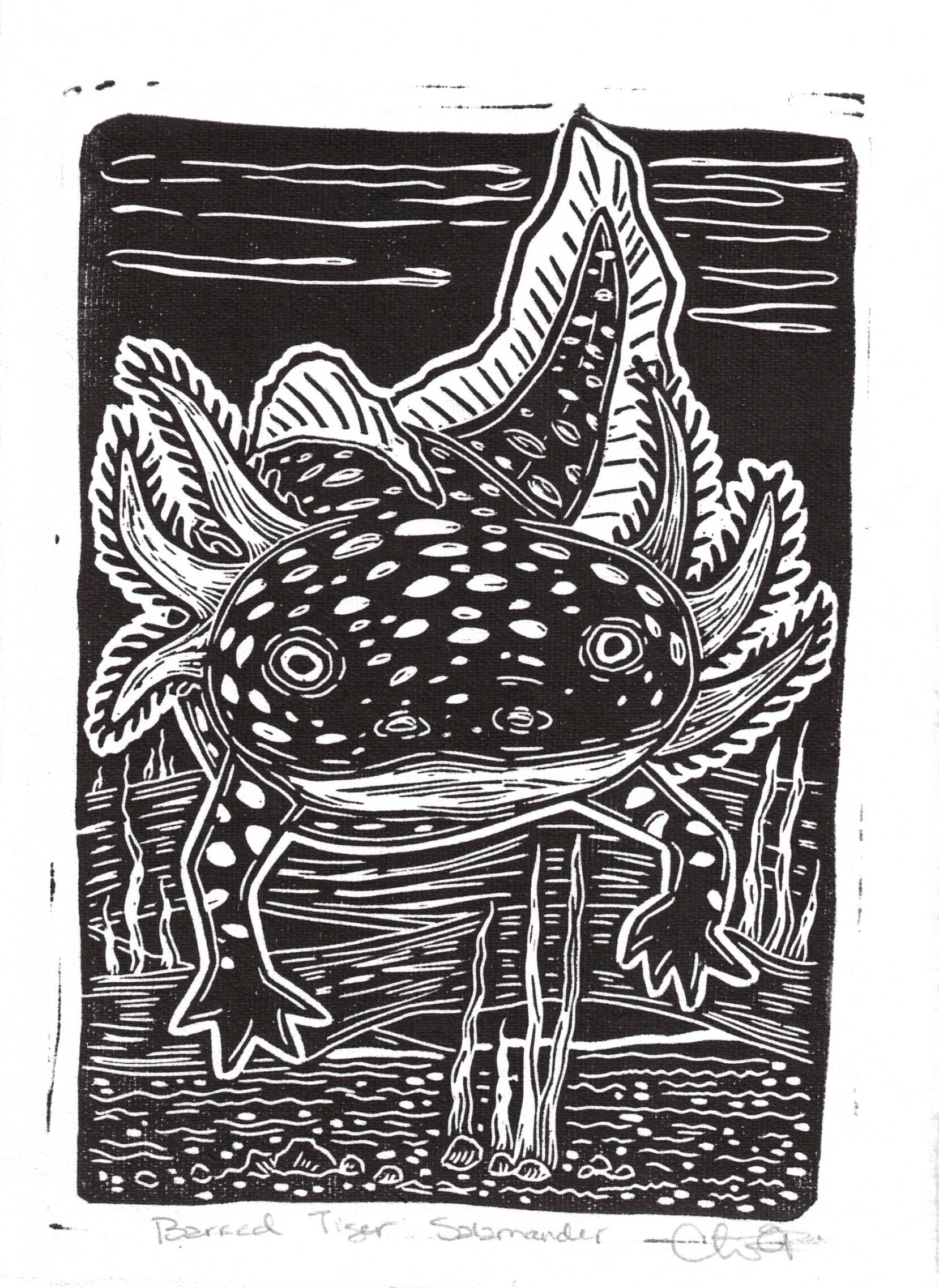 Barred Tiger Salamander Linocut